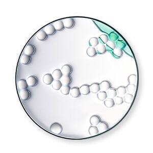 פרוטאינים על בסיס צמחי