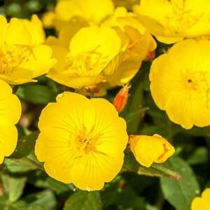 פירוקטון אולאמין