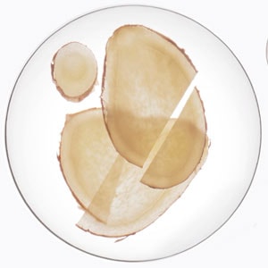 שורש ג'ינג'ר