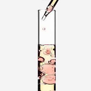 שמן ורד הבר